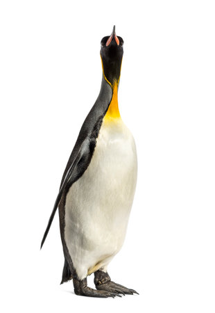 king penguin standing in front of a white backgroundの写真素材