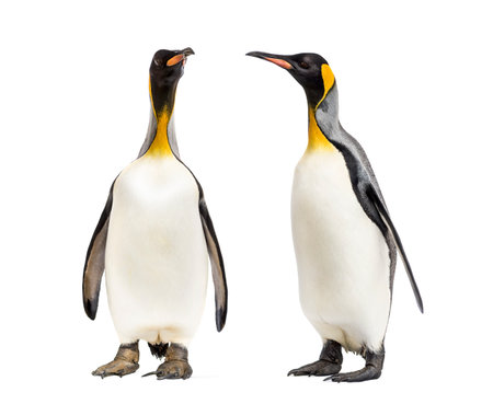 Two King penguins looking each other, isolatedの写真素材