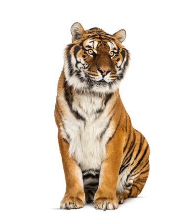 Tiger sitting in front of a white background, big catの写真素材