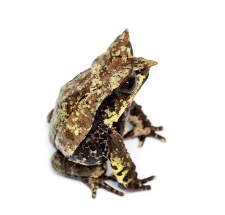 Long-nosed horned frog, Megophrys nasuta, isolatedの写真素材