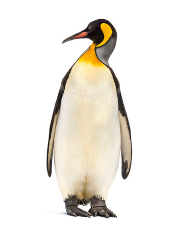king penguin standing in front of a white backgroundの写真素材