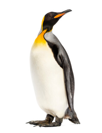king penguin standing in front of a white backgroundの写真素材
