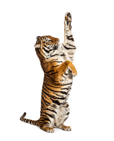 Male tiger on hind legs, big cat, isolated on whiteの写真素材
