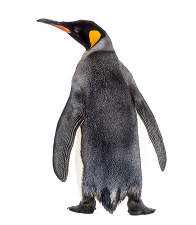 Back view of a king penguin isolated on whiteの写真素材