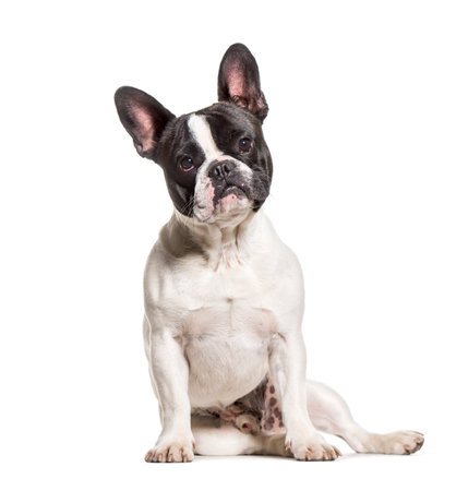 French Bulldog sitting against white backgroundの写真素材