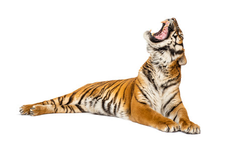 Tiger lying down and yawning, big cat, isolated on whiteの写真素材