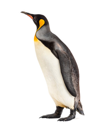 king penguin standing in front of a white backgroundの写真素材