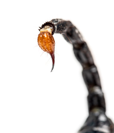 Close-up of a drop of venom on the tail of a Emperor scorpion, Pandinus imperator, isolated