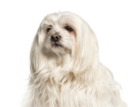 Close-up of a maltese against white background