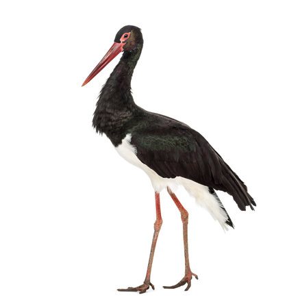 Black stork, Ciconia nigra, walking against white backgroundの写真素材