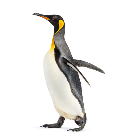 Side view of a king penguin walking, isolated on whiteの写真素材