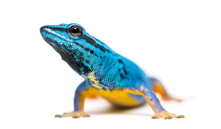 Electric blue gecko looking at the camera, Lygodactylus williamsi, isolated