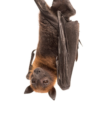 Lyle's flying fox hanging from a branch, Pteropus lylei, isolatedの写真素材