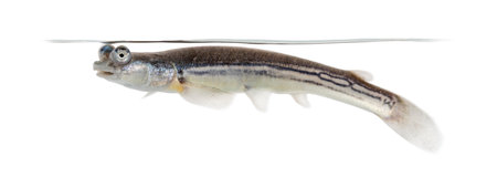 Side view of Four-eyed fish surfacing, isolated on whiteの写真素材