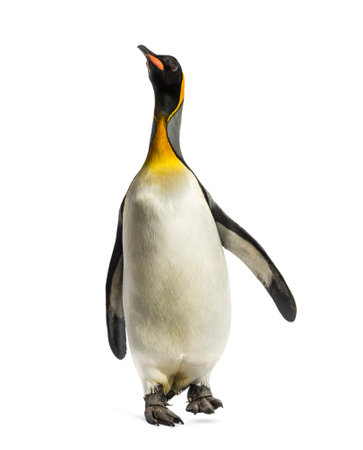 Front view of a king penguin walking, isolated on whiteの写真素材
