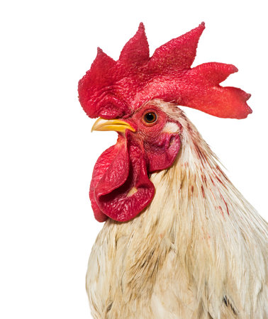 Close up of, Belgian rooster against white backgroundの写真素材