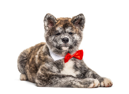 Akita inu dog lying wearing a bow tie, isolated on whiteの写真素材