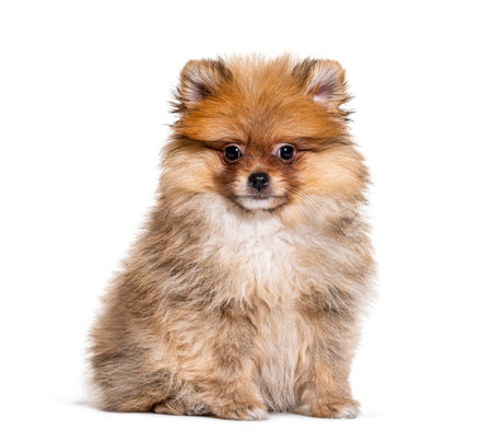 Pomeranian looking at the camera, isolated on whiteの写真素材