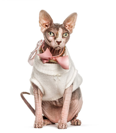 Sphynx cat dressed-up pink, isolated on whiteの写真素材