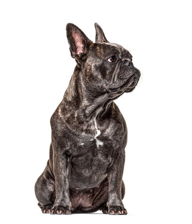 French bulldog sitting and looking away, isolated on whiteの写真素材