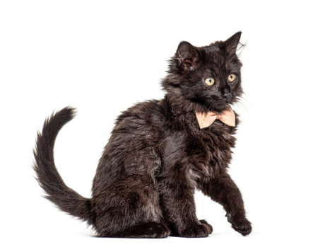 Black Kitten Crossbreed cat wearing a bow tie, isolated on whiteの写真素材