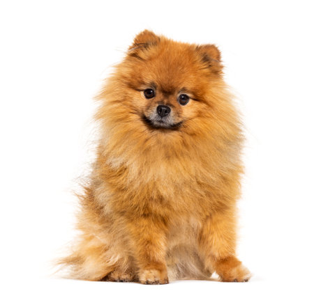 Pomeranian looking at the camera, isolated on whiteの写真素材