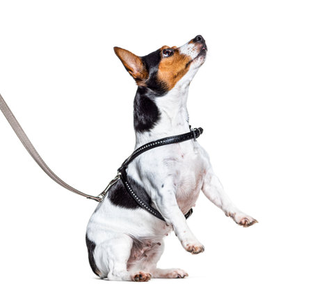 Learning process with a Jack Russell Terrier on hind legs, isolated on whiteの写真素材
