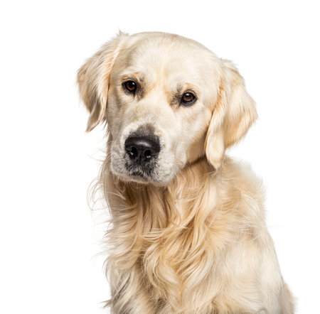 Headshot of a Golden Retriever, isolated on whiteの写真素材