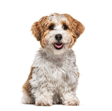 Sitting Puppy Havanese dog panting, 5 months old, isolated on white