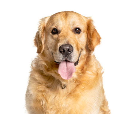 Headshot of a panting Golden Retriever, isolated on whiteの写真素材