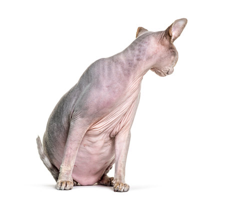 Sphynx sitting and looking backwards, isolated on whiteの写真素材
