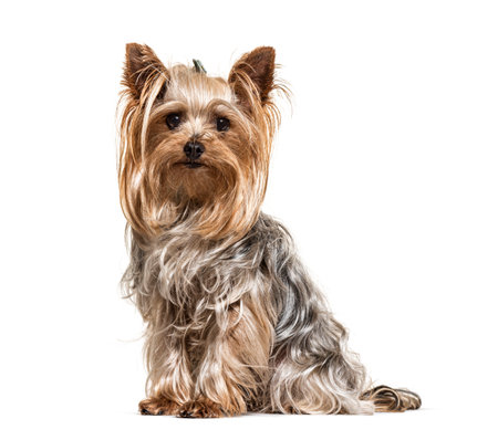 Yorkshire Terrier, looking at the camera, isolated on whiteの写真素材