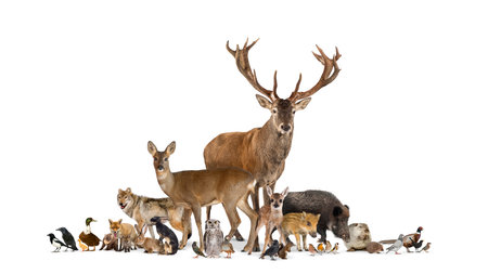 Large group of many european fauna, animals, red deer, red fox, bird, rodent, isolatedの写真素材