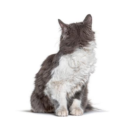 Kitten Crossbreed cat sitting and looking backの写真素材
