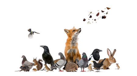 Group of many animals from european fauna park and gardenの写真素材