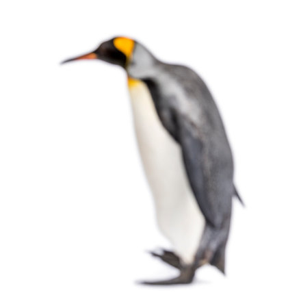Blury walking King penguin, isolated on whiteの写真素材