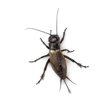 Female field cricket, isolated on whiteの写真素材