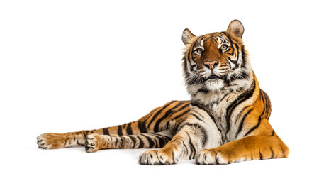 Tiger lying down isolated on white