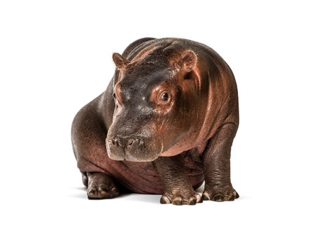 Hippo calf, 3 months old, isolated, Hippopotamus amphibiusの写真素材