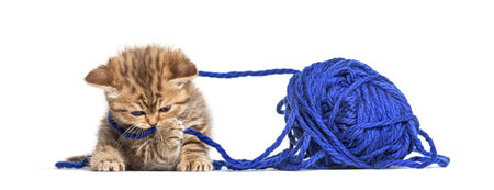 Kitten British Shorthair cat playing with a blue ball of woolの写真素材