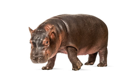 Hippo calf, 3 months old, isolated, Hippopotamus amphibiusの写真素材
