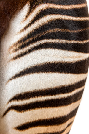 Okapi, Okapia johnstoni, isolated on whiteの写真素材