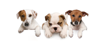 Group of dogs, pets, leaning on a white empty boardの写真素材