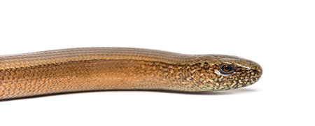 slowworm, Anguis fragilis, Isolated on whiteの写真素材