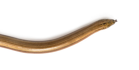 slowworm, Anguis fragilis, Isolated on whiteの写真素材
