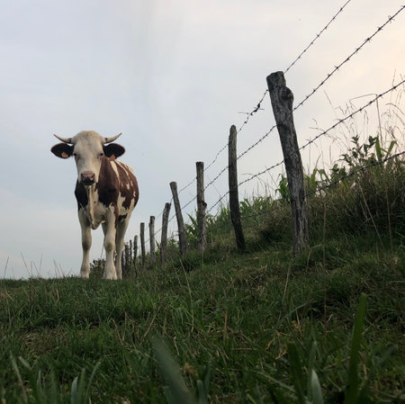 The Montbeliarde cow is a breed of red pied dairy cattle, standing in field in Doubs, Bourgogne, Franche-Comte region of eastern France, Europeの写真素材