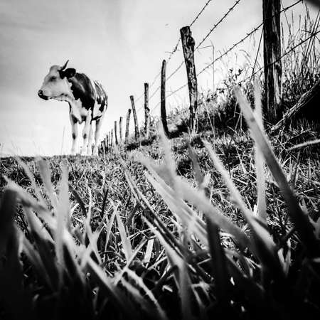 The Montbeliarde cow is a breed of red pied dairy cattle, standing in field in Doubs, Bourgogne-Franche-Comte region of eastern France, Europeの写真素材