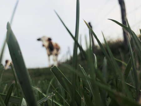 The Montbeliarde cow is a breed of red pied dairy cattle, standing in field in Doubs, Bourgogne, Franche-Comte region of eastern France, Europeの写真素材