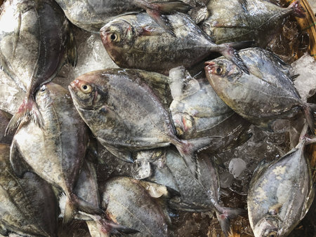 Top view on an assortment loose fish to sale at a fish market, Hue Market, Vietnamの写真素材