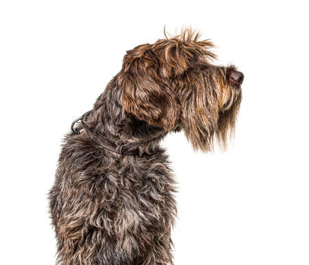 Head shot of a Korthals Griffon isolated on whiteの写真素材